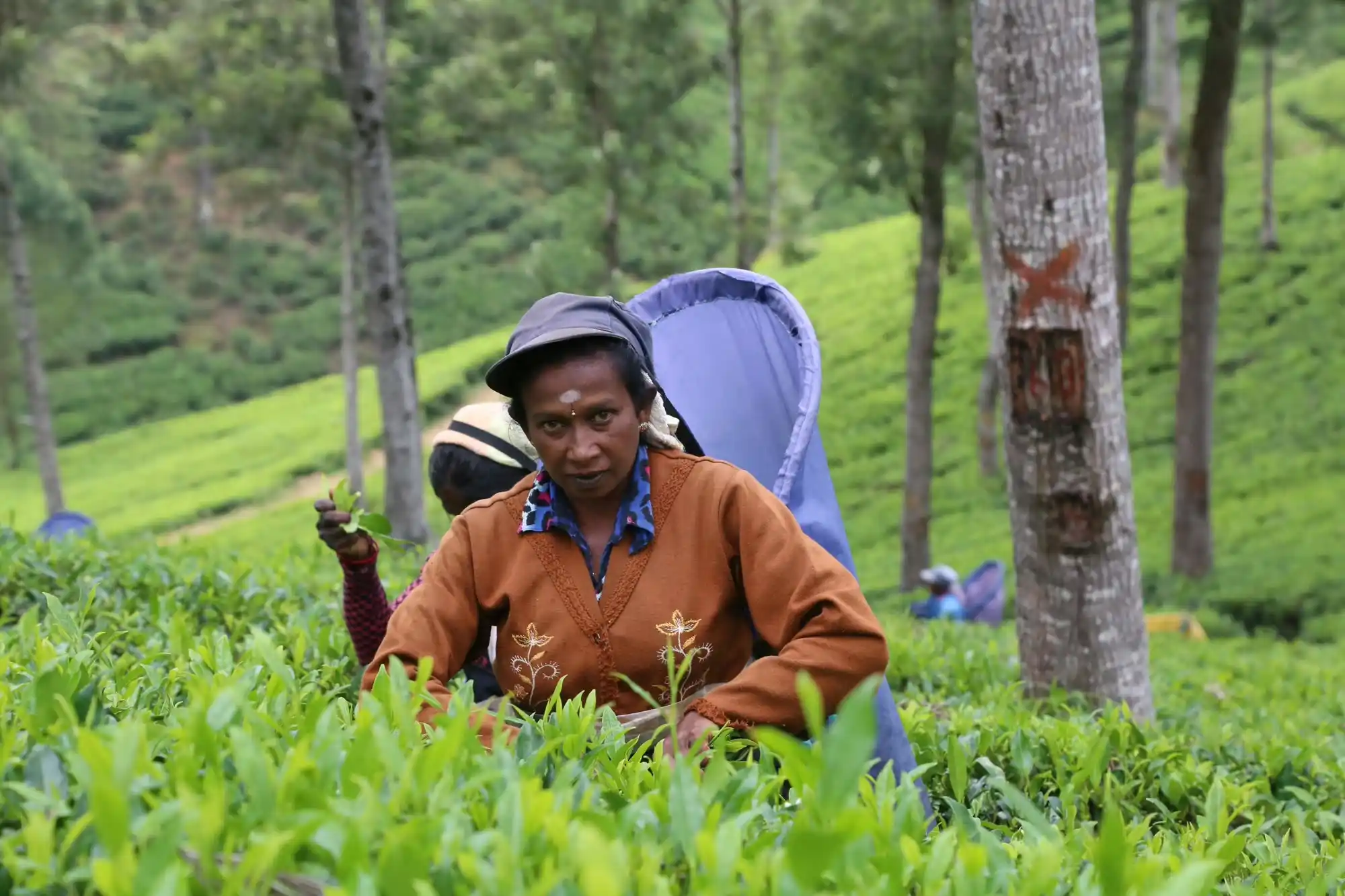 A tea plucker at work on a hill country estate in Nuwara Eliya, Sri Lanka