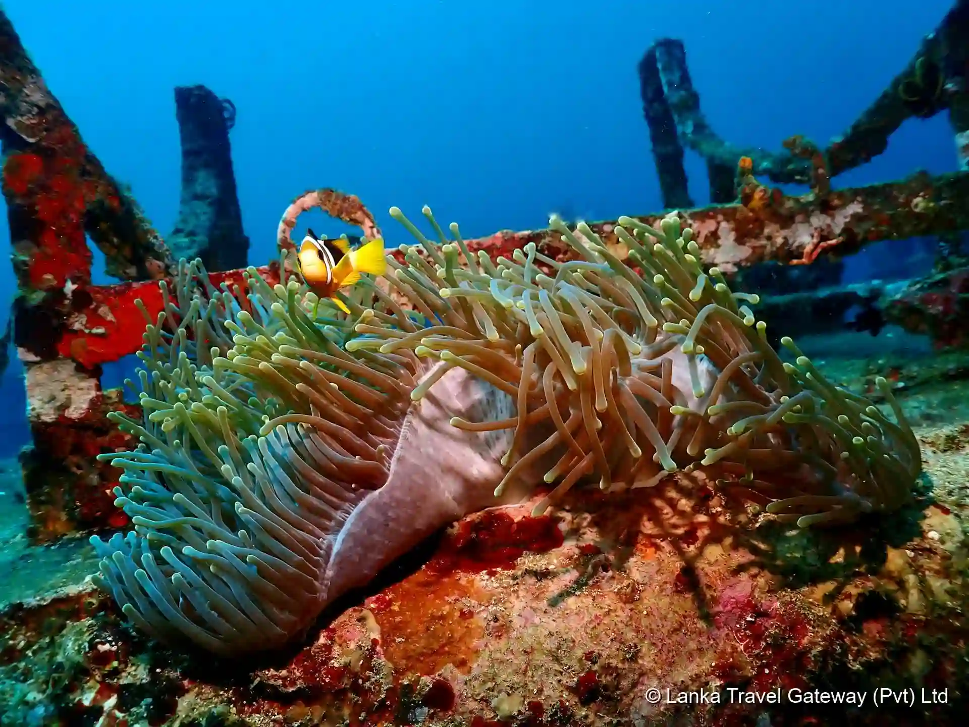 Anemone and reef fish on a coral reef off Trincomalee, Sri Lanka