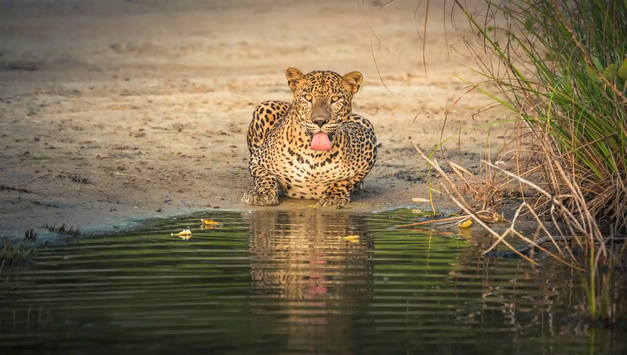 Wildlife Safaris
