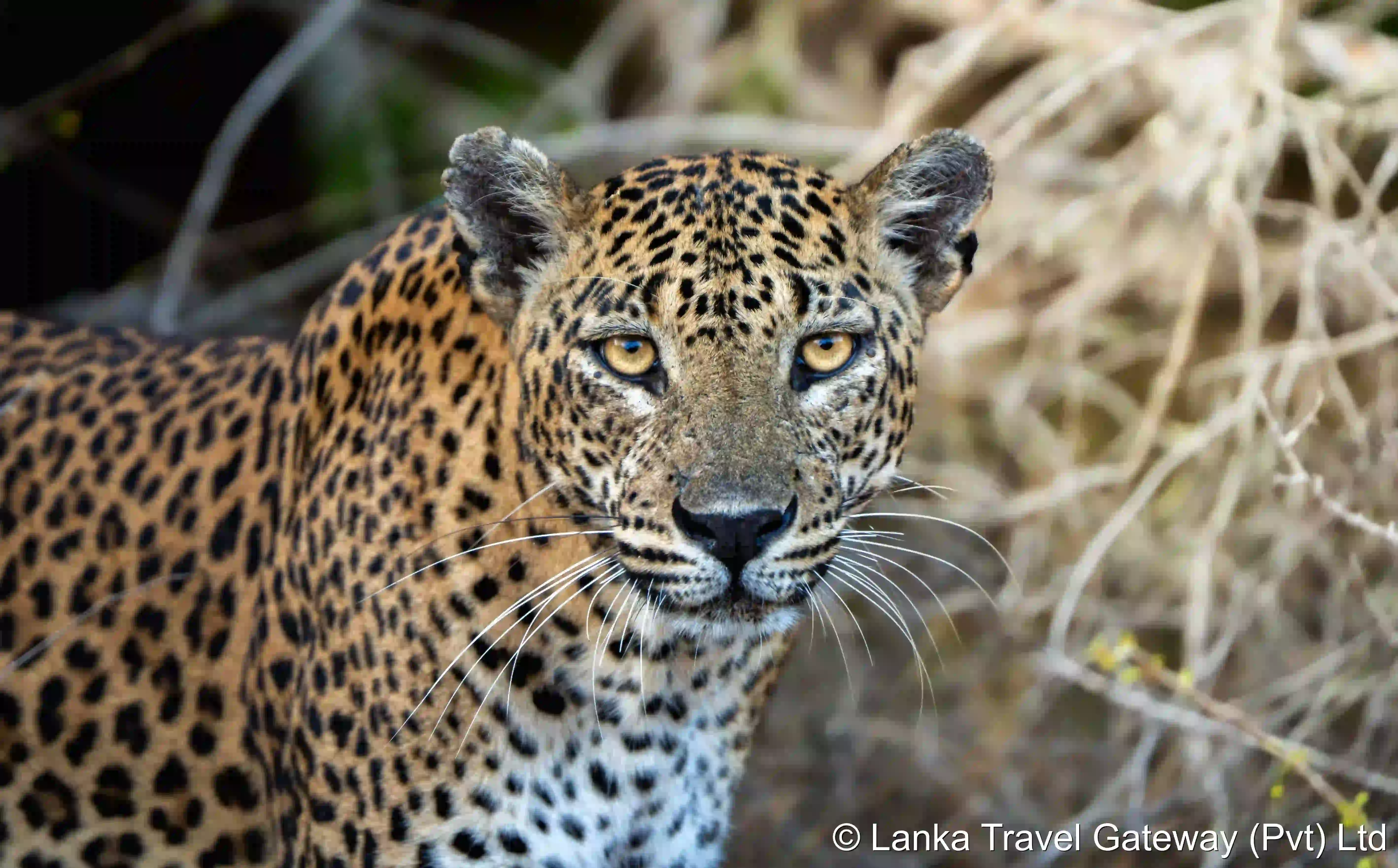 A Sri Lankan leopard photographed on safari in Yala National Park