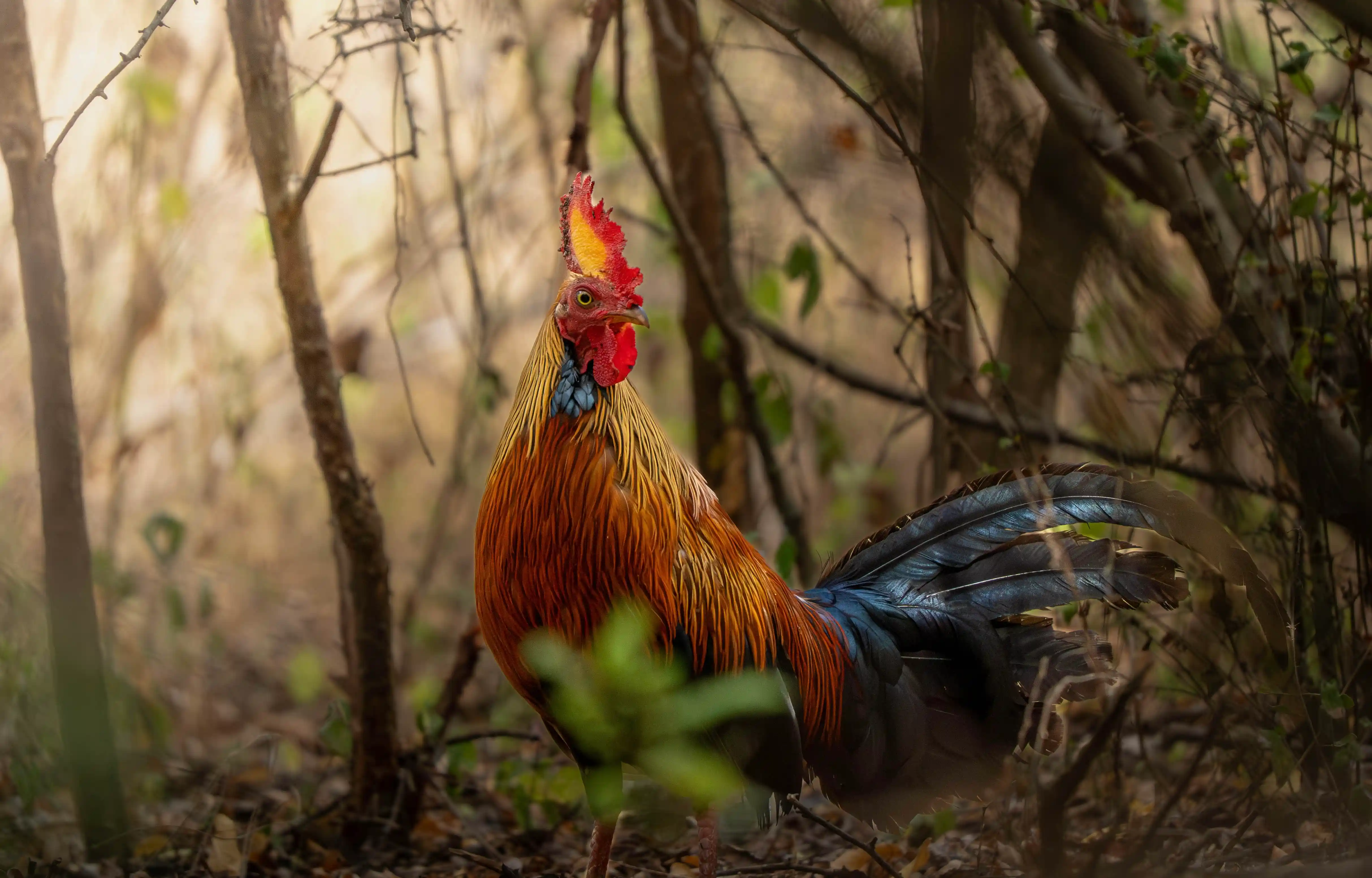 Sri Lankan junglefowl, the national bird, in Yala National Park